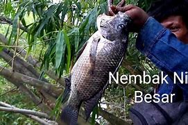 Nembak Ikan Di Sungai