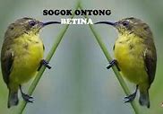 Suara Burung Sogon Betina Pikat Mp3